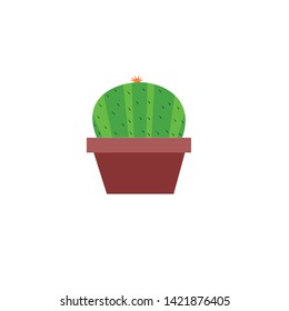 cactus plant that can be used as home decorations