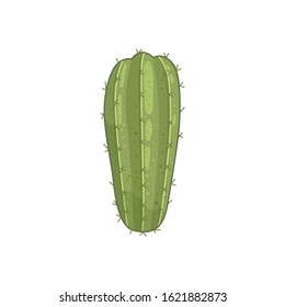 Cactus plant vector icons in cartoon style. Home cacti isolated on white background.