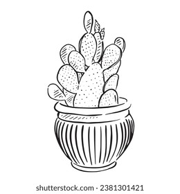 A cactus plant in a vintage pot. Line drawn in black and white. 