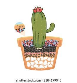 Cactus planted in pots with colorful gravel in side view  cut in half to reveal the composition of the soil
