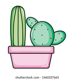 cactus plants exotic in ceramic pot