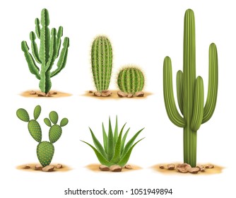 Растения кактуса в пустыне среди песка и скал. Реалистичная векторная иллюстрация, выделенная на белом фоне