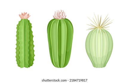 Cactus plants set. Evergreen succulents for garden or house decor vector illustration