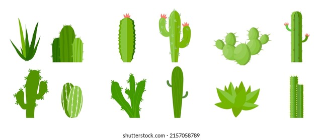 Cactus plants set vector illustration