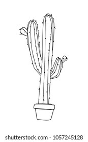 cactus in a pot 