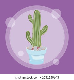 cactus in pot design