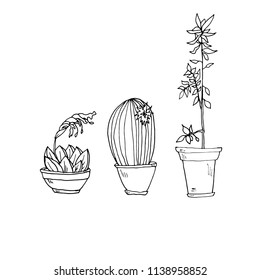 Cactus in a pot, ficus. and aloe in the vector. Card. can be used as a logo.