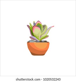 Cactus in a pot. Flowering houseplant. Vector isolated illustration on white background.

