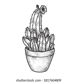 Cactus in a Pot, Hand Drawn Illustration