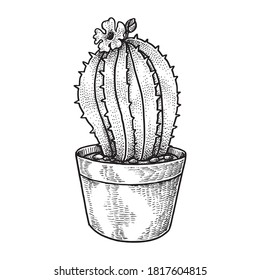 Cactus in a Pot, Hand Drawn Illustration