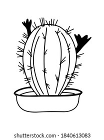 Cactus in the pot hand drawn. Vector illustration