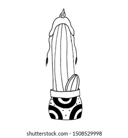 Cactus in a pot with a hat