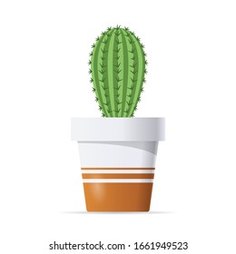 Cactus in a pot isolated on a white background.