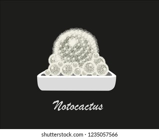 Cactus in a pot.  Notocactus. Vector illustration.