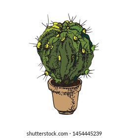 Cactus in a pot  on a white background, element for your website and design project. 