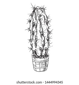 Cactus in a pot, painted on paper by hand, in the form of a black-white contour, an element for your website and a design project.