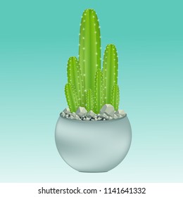 Cactus in pot, vector illustration.