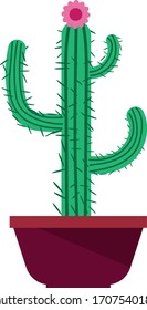 Cactus in a pot vector on a white background