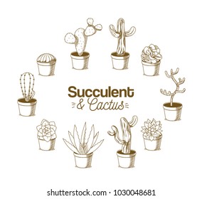 Cactus in pots hand drawing