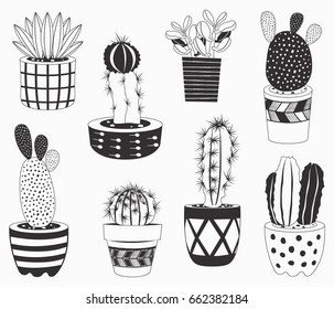 Cactus potted plants collections