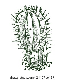 Cactus prickly, single, sketch, evergreen, desert, vector hand drawing isolated on white