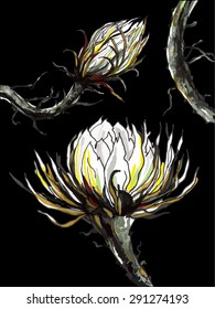 Cactus Queen of the night on dark background