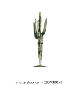 Cactus saguaro plant. Vector vintage hatching color illustration. Isolated on white background.