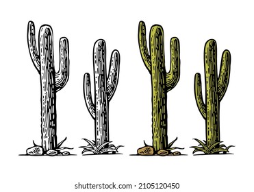 Cactus saguaro. Vector hand drawn vintage engraving for poster, label. Isolated on white background