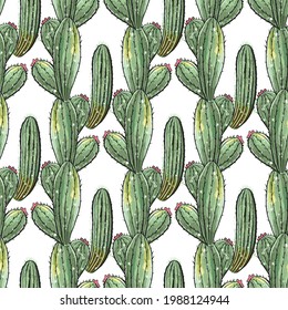 Cactus seamless pattern. Watercolor pattern of catus on white background. Green thorns Mexican succulent. Exotic cacti houseplant background