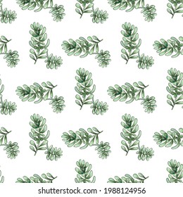 Cactus seamless pattern. Watercolor pattern of catus on white background. Green thorns Mexican succulent. Exotic cacti houseplant background