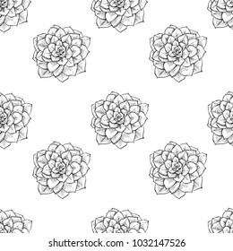 Cactus seamless vector pattern with Echeveria . Cacti fabric print design. Succulent textile surface. Hand drawn vector illustration. Elements for your design. Natural texture in engraving style