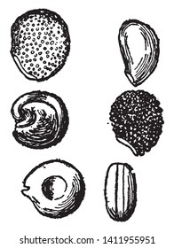 Cactus seeds are fun and rewarding; these are types of seeds (1) mamillaria, (2) cereus, (3) flat-jointed opuntias, (4) echinocereus, and (5) cylindrical opuntias, vintage line drawing or engraving