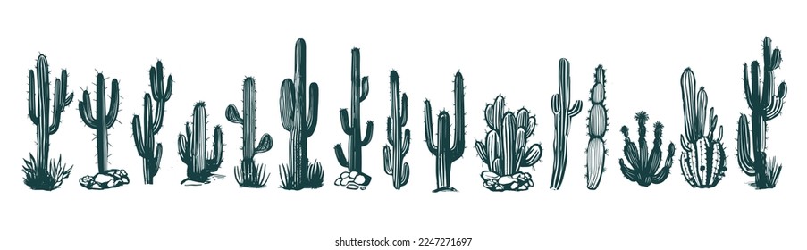 Cactus set hand drawn illustrations, vector	
