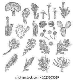 Cactus set. Hand drawn plants. Exotic floral sketch illustration collection. Different cactuses in monochrome style. Vector.