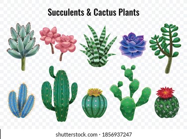 Cactus set with transparent background and isolated images of exotic plants with leaves and colourful flowers vector illustration