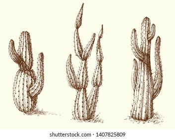 Cactus set vector hand drawing