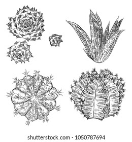 Cactus Set. Wild cactus forest elements with agave, saguaro, and prickly pear. Hand drawn. Vector.