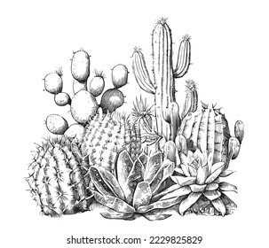 Cactus sketch hand drawn engraving style line art Vector illustration