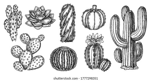 Cactus sketch. Isolated hand drawn exotic Mexican succulent plant flat icon collection. Engraved vector desert cactus sketches botanical illustration