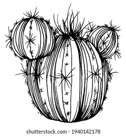 Cactus sketch for logo. Floral succulent plants tattoo highly detailed in line art style. Black and white clip art isolated on white background. Antique vintage engraving illustration.