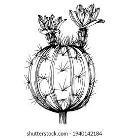 Cactus sketch for logo. Floral succulent plants tattoo highly detailed in line art style. Black and white clip art isolated on white background. Antique vintage engraving illustration.