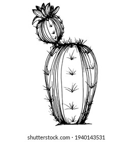 Cactus sketch for logo. Floral succulent plants tattoo highly detailed in line art style. Black and white clip art isolated on white background. Antique vintage engraving illustration.