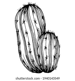 Cactus sketch for logo. Floral succulent plants tattoo highly detailed in line art style. Black and white clip art isolated on white background. Antique vintage engraving illustration.