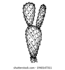 Cactus sketch for logo. Floral succulent plants tattoo highly detailed in line art style. Black and white clip art isolated on white background. Antique vintage engraving illustration.