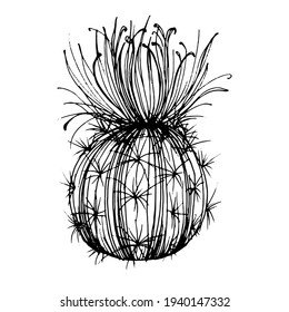 Cactus sketch for logo. Floral succulent plants tattoo highly detailed in line art style. Black and white clip art isolated on white background. Antique vintage engraving illustration.