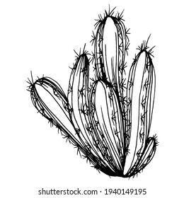 Cactus sketch for logo. Floral succulent plants tattoo highly detailed in line art style. Black and white clip art isolated on white background. Antique vintage engraving illustration.