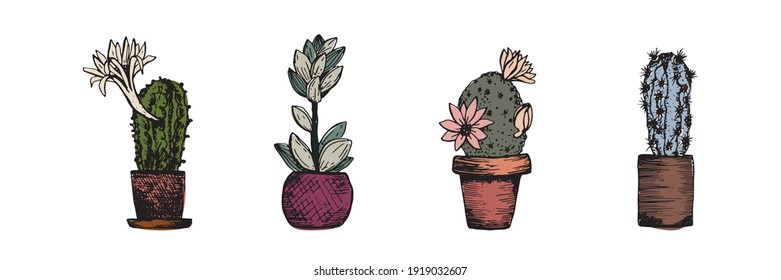 Cactus sketch set. House plants in pots. Hobby at home. Botany  decoration for interior. Vector illustration  on white background