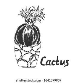 Cactus in sketch style, vector illustration