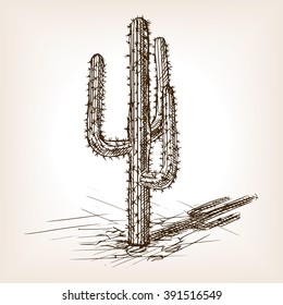 Cactus sketch style vector illustration. Old engraving imitation. Cactus hand drawn sketch imitation