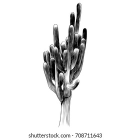 cactus sketch vector graphics monochrome black-and-white drawing